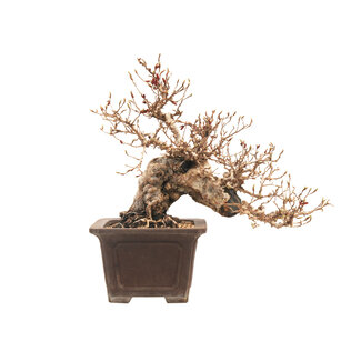 Korean hornbeam, 30 cm, ± 45 years old