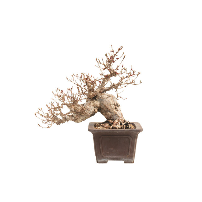 Koreanische Hainbuche, 30 cm, ± 45 Jahre alt