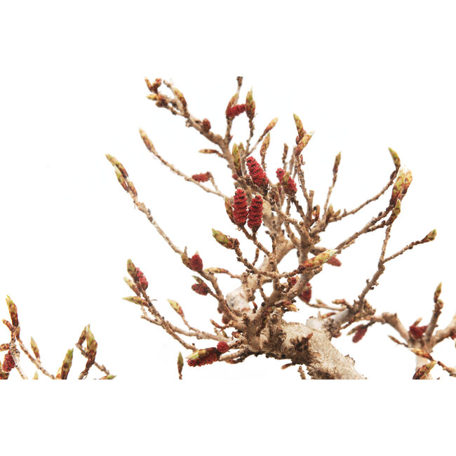 Charme coréen, 30 cm, ± 45 ans