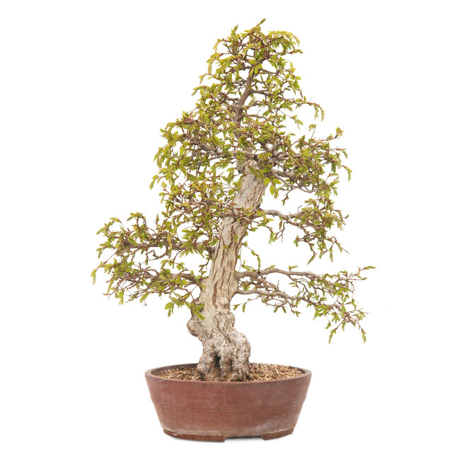 Carpe coreano, 63 cm, ± 40 años