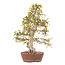 Korean hornbeam, 63 cm, ± 40 years old