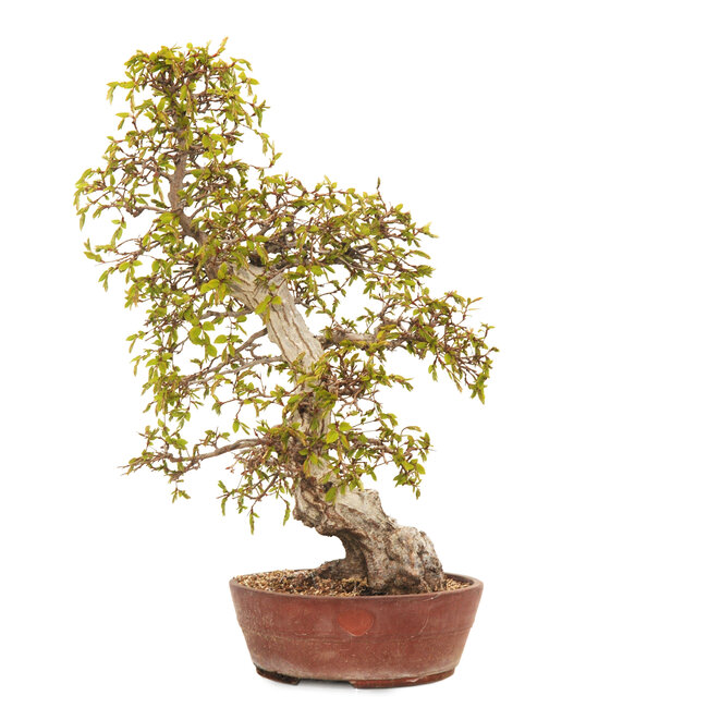 Charme coréen, 63 cm, ± 40 ans