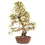 Korean hornbeam, 63 cm, ± 40 years old