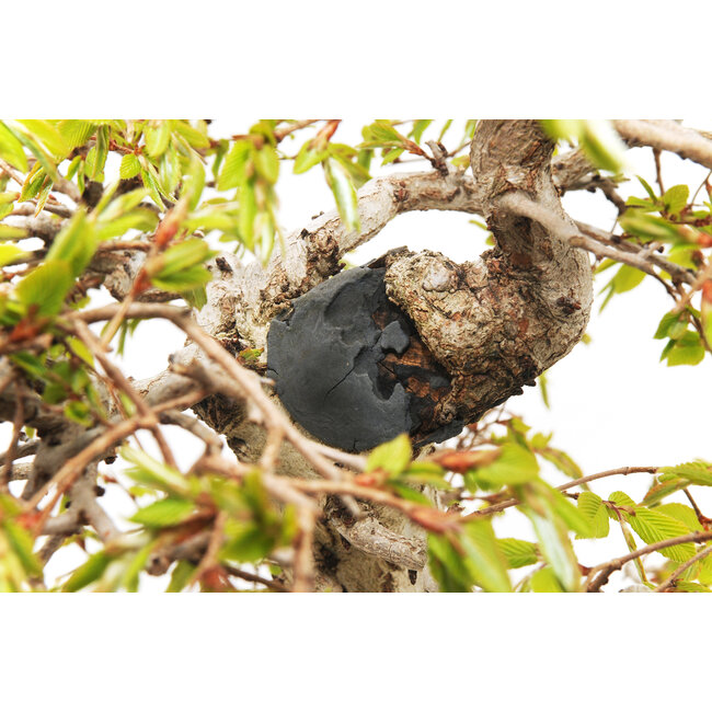 Carpe coreano, 63 cm, ± 40 años