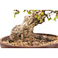 Korean hornbeam, 63 cm, ± 40 years old