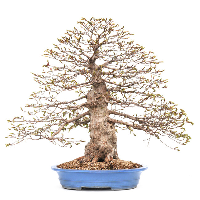 Carpe coreana, 70 cm, ± 80 años (yamadori) en una maceta rota