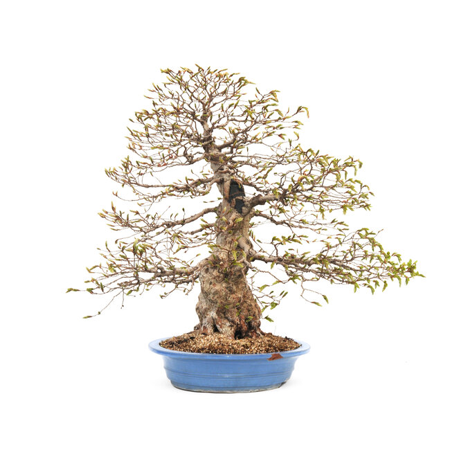 Charme coréen, 70 cm, ± 80 ans (yamadori) dans un pot cassé