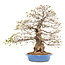 Koreaanse haagbeuk, 70 cm, ± 80 jaar oud (yamadori) in gebroken pot