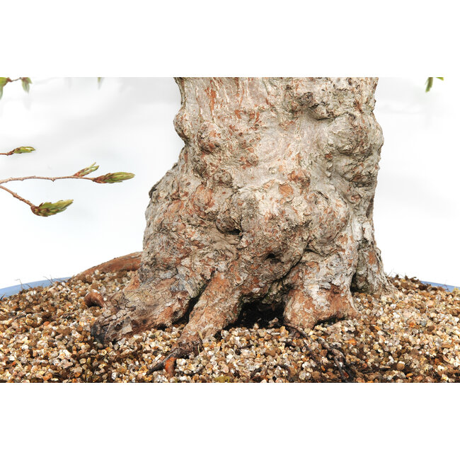 Charme coréen, 70 cm, ± 80 ans (yamadori) dans un pot cassé