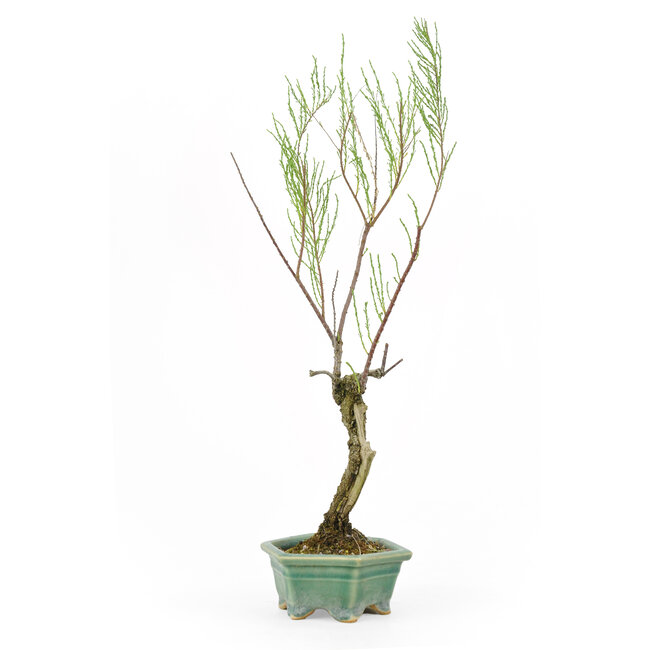 Tamarisk (Gyoryuu), 37 cm, ± 15 jaar oud