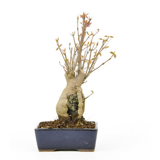 Trident maple, 17,1 cm, ± 10 years old