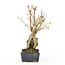 Trident maple, 17,1 cm, ± 10 years old