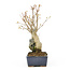 Trident maple, 17,1 cm, ± 10 years old
