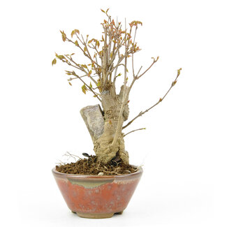 Trident maple, 17,7 cm, ± 10 years old