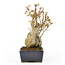 Trident maple, 16,4 cm, ± 10 years old