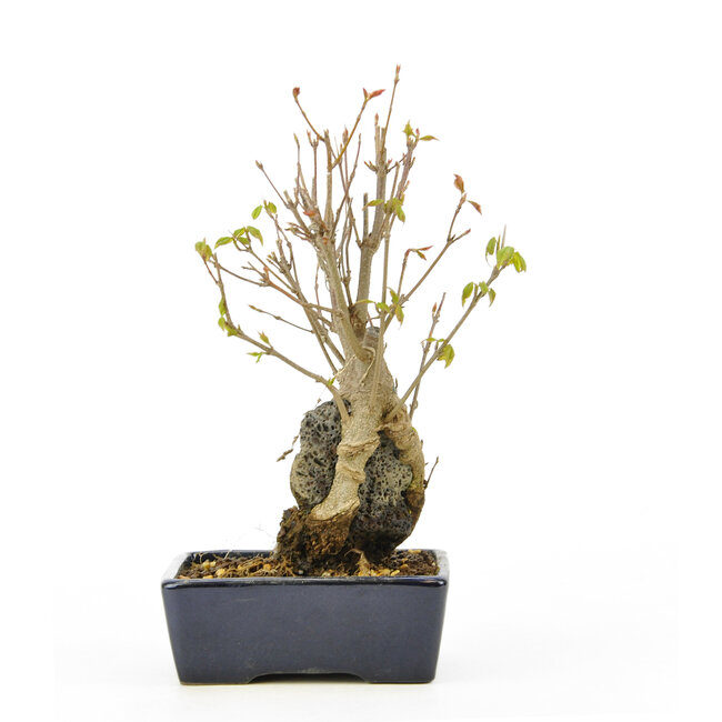 Trident maple, 16,3 cm, ± 10 years old