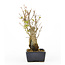 Trident maple, 16,3 cm, ± 10 years old