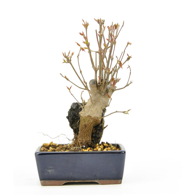 Trident maple, 16 cm, ± 10 years old