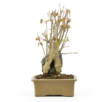 Trident maple, 15,8 cm, ± 10 years old