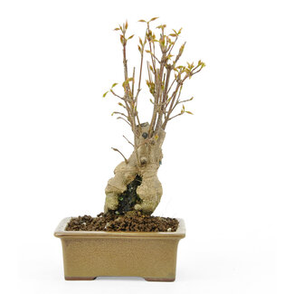 Trident maple, 15 cm, ± 10 years old