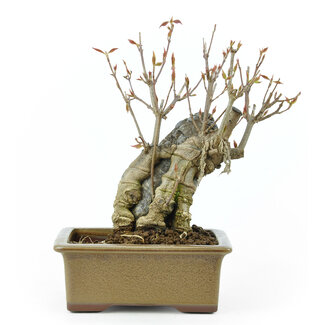 Trident maple, 15,3 cm, ± 10 years old