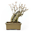 Trident maple, 15,3 cm, ± 10 years old