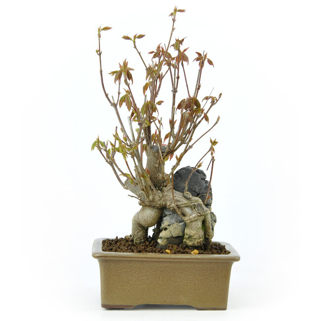 Trident maple, 14,2 cm, ± 10 years old