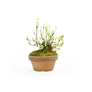 Akebia à cinq feuilles, 11,5 cm, ± 20 ans