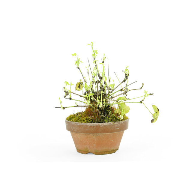 Five leaf akebia, 11,5 cm, ± 20 years old