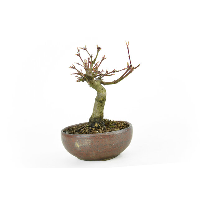 Japanese maple, 10,8 cm, ± 10 years old in a Japanese handmade pot