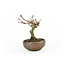 Japanese maple, 10,8 cm, ± 10 years old in a Japanese handmade pot