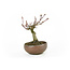 Japanese maple, 10,8 cm, ± 10 years old in a Japanese handmade pot