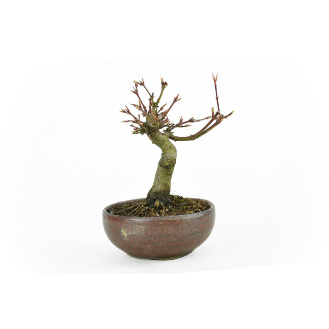 Japanese maple, 10,8 cm, ± 10 years old in a Japanese handmade pot
