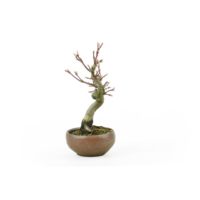 Japanese maple, 13,7 cm, ± 10 years old in a Japanese handmade pot