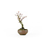 Japanese maple, 13,7 cm, ± 10 years old in a Japanese handmade pot
