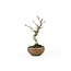 Japanese maple, 13,7 cm, ± 10 years old in a Japanese handmade pot