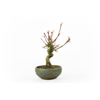 Japanese maple, 14 cm, ± 10 years old