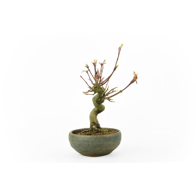 Japanese maple, 14 cm, ± 10 years old in a Japanese handmade pot