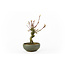 Japanese maple, 14 cm, ± 10 years old in a Japanese handmade pot