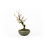 Japanese maple, 14 cm, ± 10 years old in a Japanese handmade pot