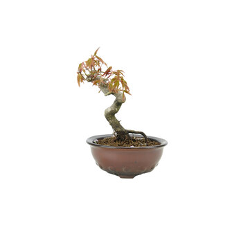 Japanese maple, 10 cm, ± 10 years old