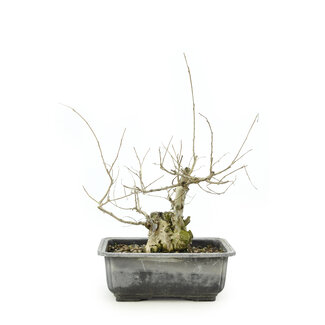 Lagerstroemia  (Saruseberi), 13 cm, ± 12 jaar oud