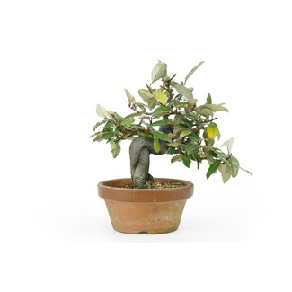 Eleagnus, 17,1 cm, ± 12 years old