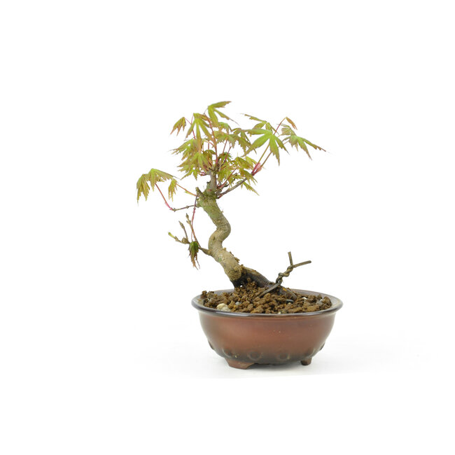 Japanese maple, 14,1 cm, ± 8 years old