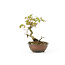 Japanese maple, 14,1 cm, ± 8 years old