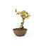 Japanese maple, 14,1 cm, ± 8 years old