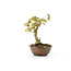 Japanese maple, 14,1 cm, ± 8 years old