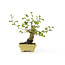 Korean hornbeam, 25 cm, ± 15 years old