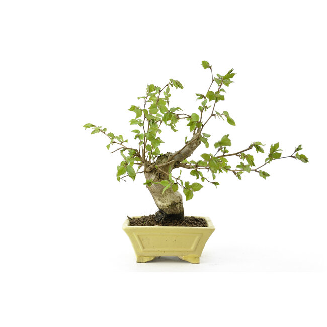 Charme coréen, 25 cm, ± 15 ans