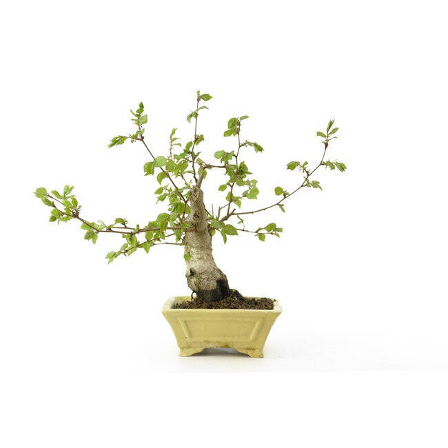 Charme coréen, 25 cm, ± 15 ans